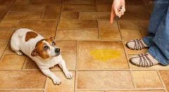 懲罰狗狗常見誤區，你知道嗎？