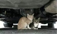 天冷了，開(kāi)車前記得先喚醒它們！