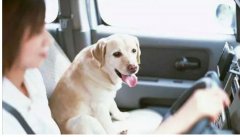 假期出去游玩，狗狗怎么辦呢？