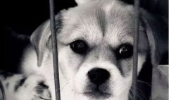 你的行為傷害到狗狗了嗎？