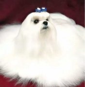 你不快樂嗎？那是因為你沒有養狗！