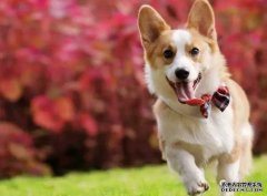 <b>如何讓狗狗安靜下來(lái)？——寵物百科知識(shí)</b>