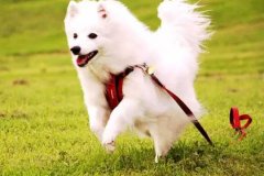 狗狗教會我們的人生道理，你做到了嗎？