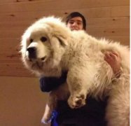 為什么喜歡養大狗？原因是......