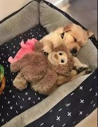 這幾件事你可能經常做，但是卻不知道傷了狗狗