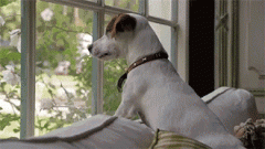 狗狗的十個有趣的小心思，你可一定要知道！