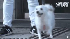 狗，真是人類最好的朋友嗎？