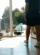 養(yǎng)一只傻狗是一種什么樣的體驗(yàn)？