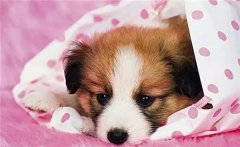 主人在狗狗心中的位置，從它睡覺位置就能看出