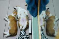 養柯基一定要同時養兩只！華興寵物食品