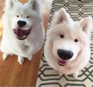 丑了2018一整年，2019狗狗真的太想變漂亮了！