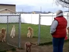 狗子鬧脾氣，就跟小媳婦一毛一樣！