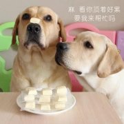 狗狗是否需要補鈣？補鈣應注意什么？ 華興寵物