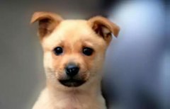 小土狗，也很可愛呀！