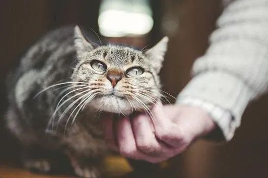 元旦丨新的一年，寵愛有加